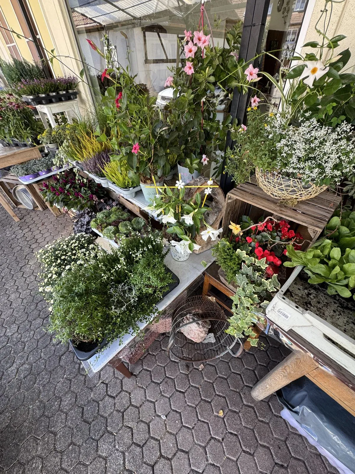 Die Pflanzenauslage vor dem Laden mit Stauden, Kräutern und Beetpflanzen